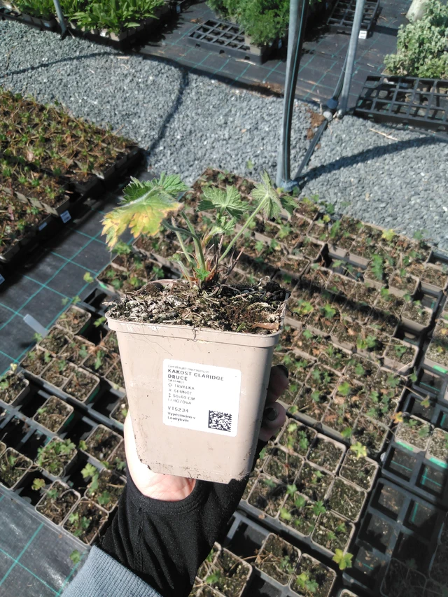 Kurjenpolvi Claridge Druce - 13. 5. 2025