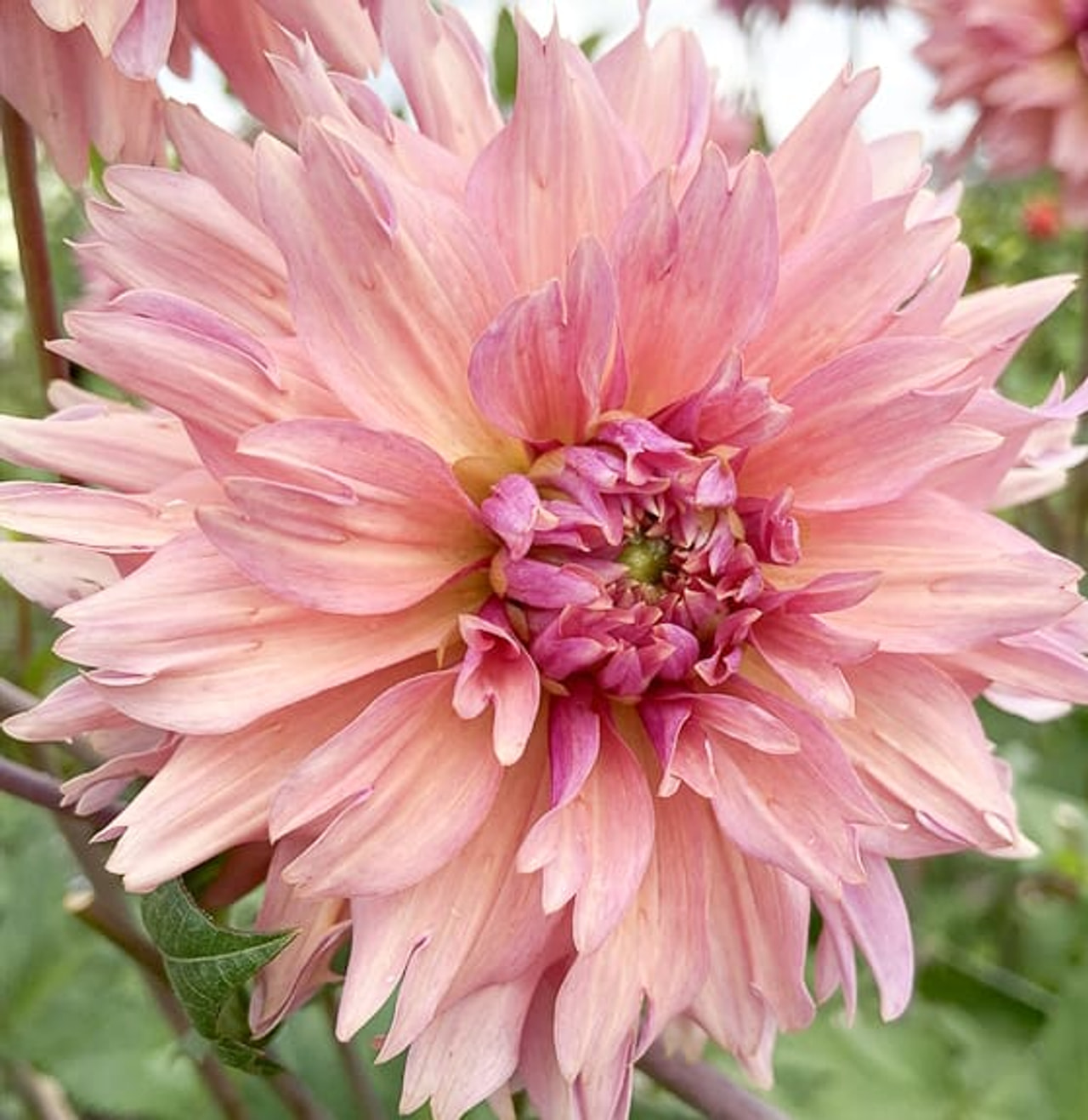 Daalia La Belle Epoque, Loukykvět