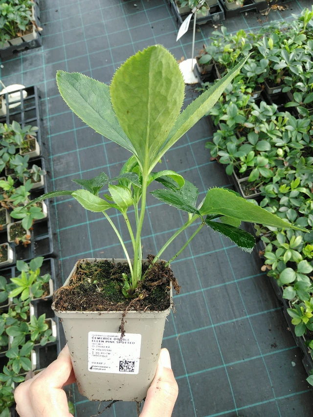 Jouluruusu Double Ellen Pink Spotted - 28. 7. 2025