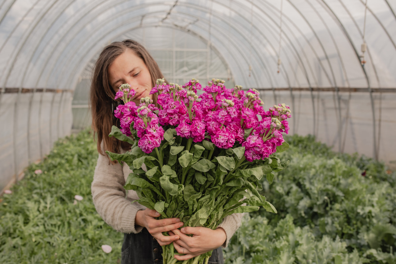 Stock StoX Deep Rose, Loukykvět