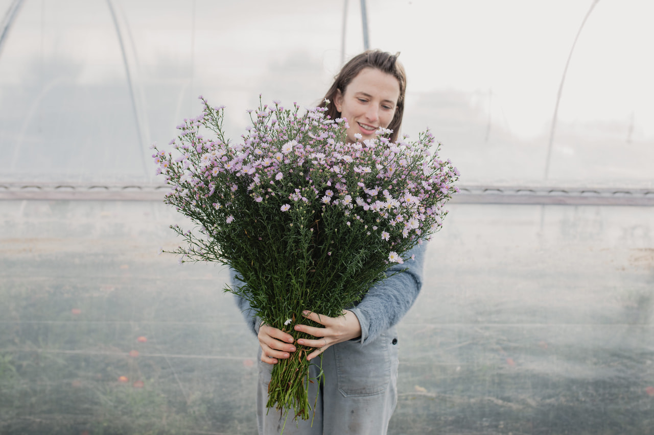 Asteri Claudia, Loukykvět
