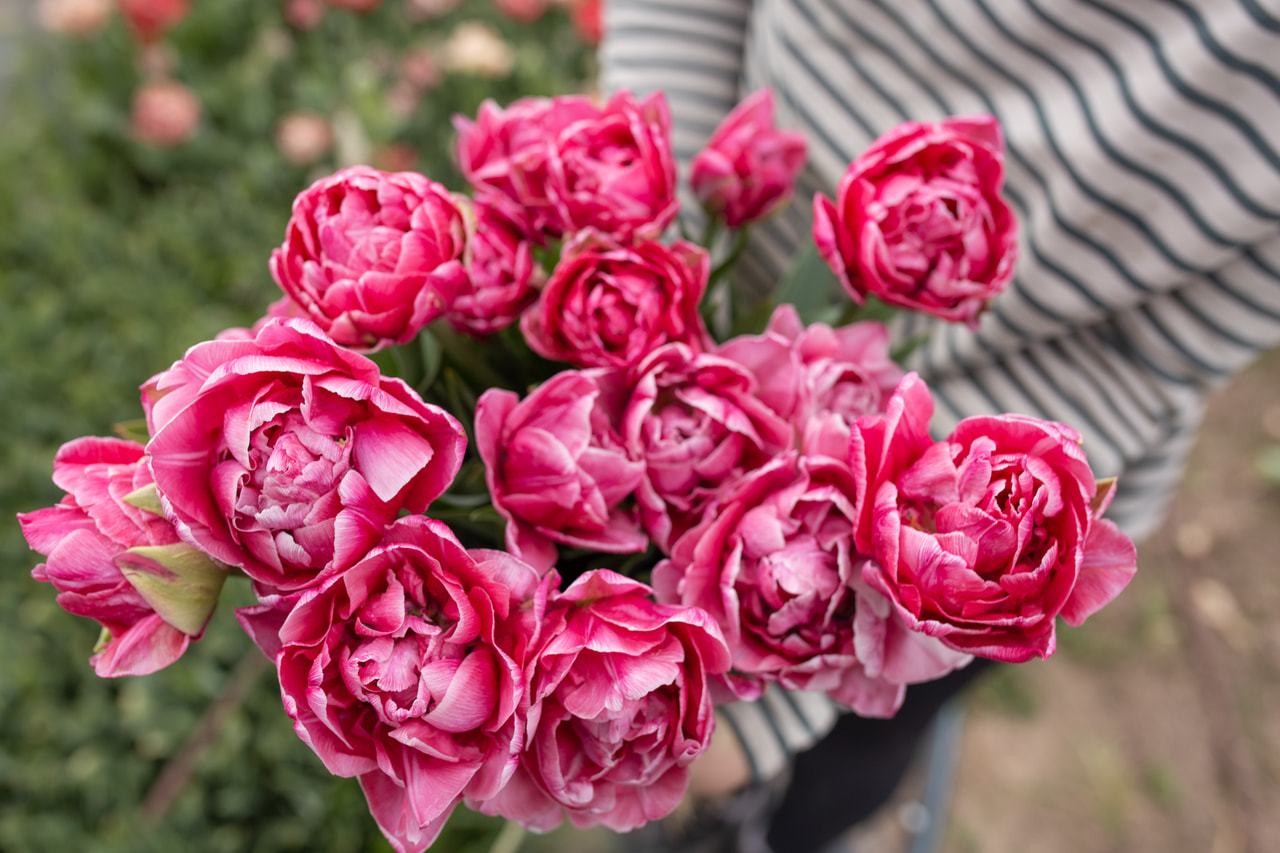 Tulppaani Aveyron, Loukykvět