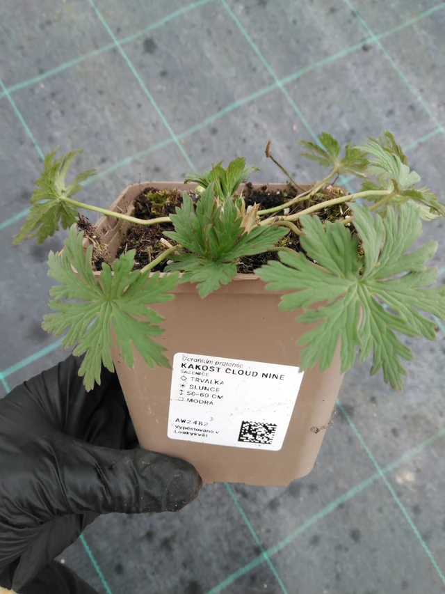 Kurjenpolvi Cloud Nine - 1. 4. 2026