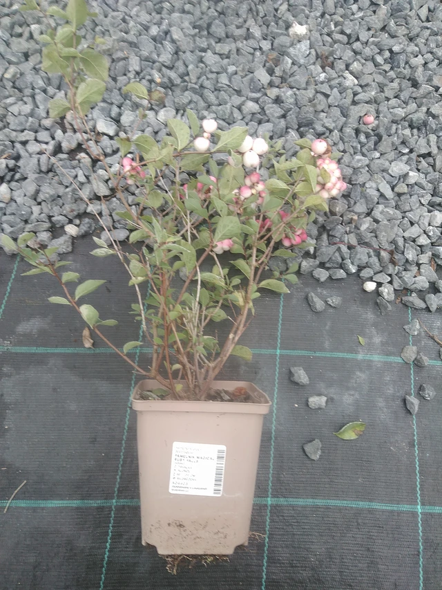 Lumimarja Magical Ruby Falls - 10. 10. 2025