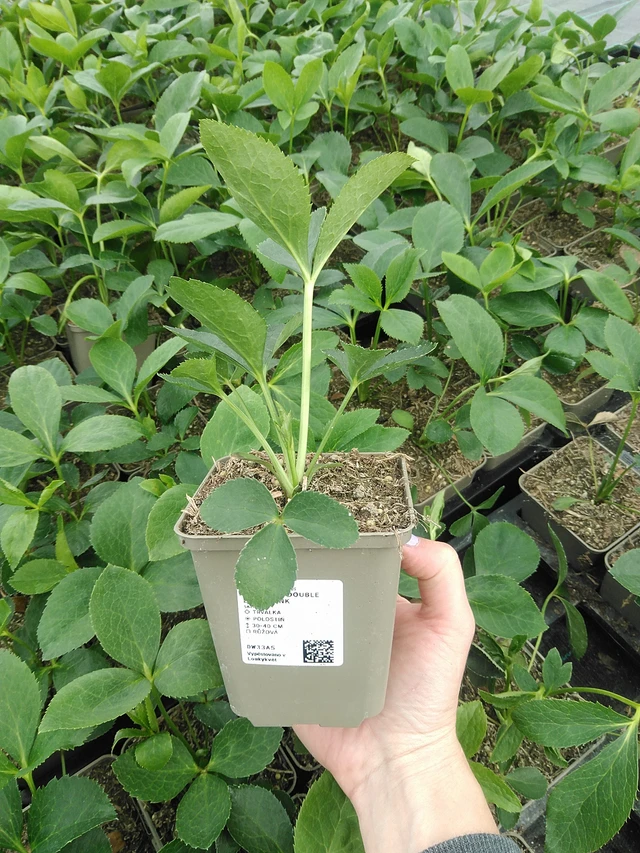 Jouluruusu Double Ellen Pink - 9. 6. 2025