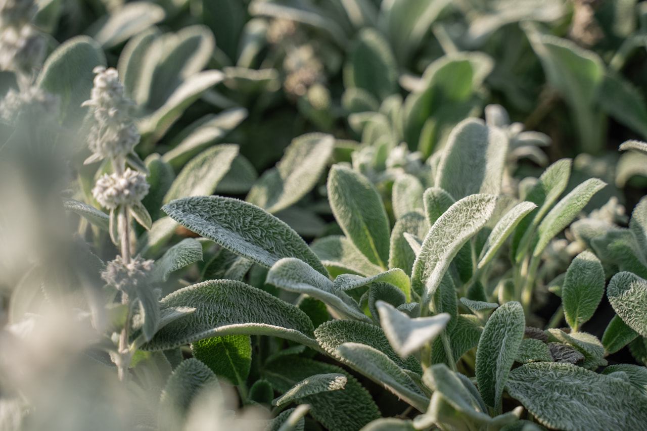 Nukkapähkämö Silver Carpet, Loukykvět