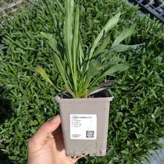 Palánta