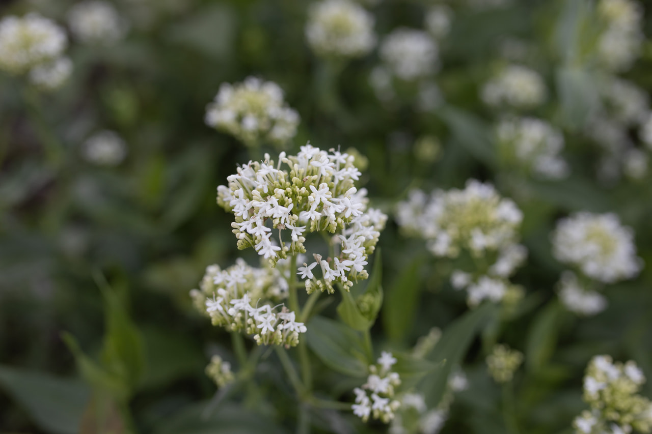 Komeapunikki Snowcloud White, Loukykvět