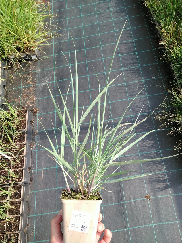 Virginianhirssi Prairie Sky - 24. 6. 2025