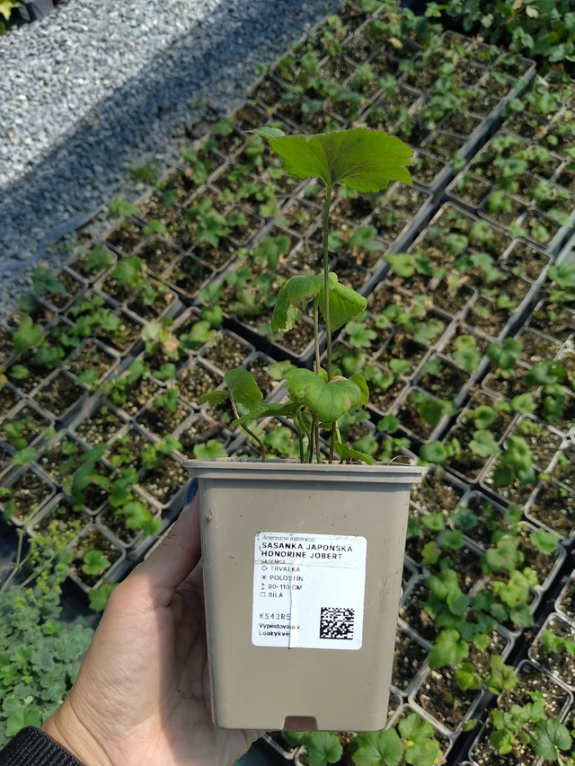 Anemone japoneze Honorine Jobert - 11. 8. 2026