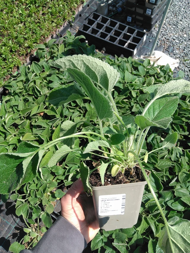 Phlomis Russeliana - 13. 5. 2025