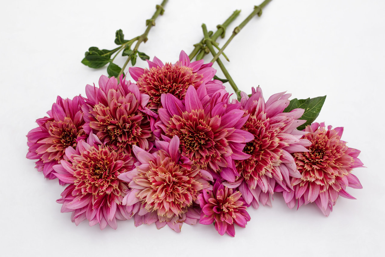 Dalia Mambo, Loukykvět