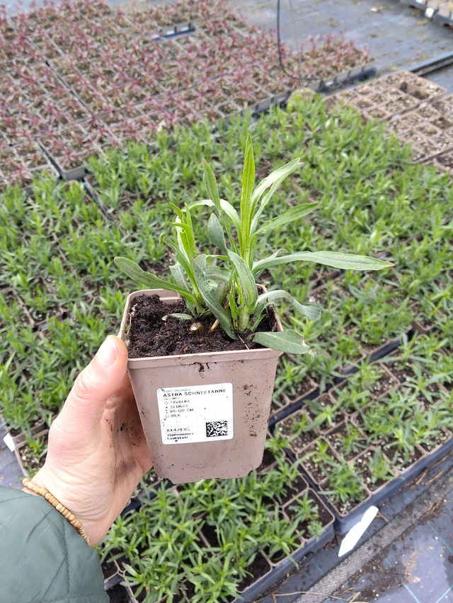 Asteri Schneetanne - 21. 4. 2026