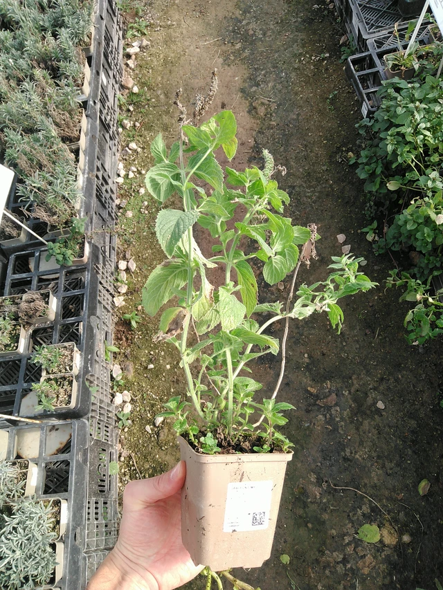 Omenaminttu - 31. 10. 2025