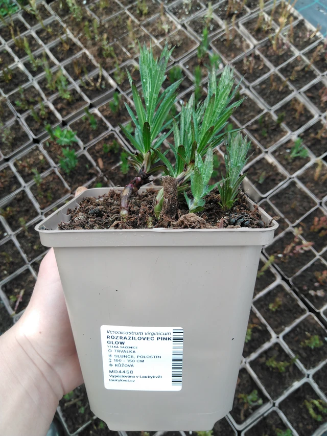 Tädykearvio Pink Glow - 2024