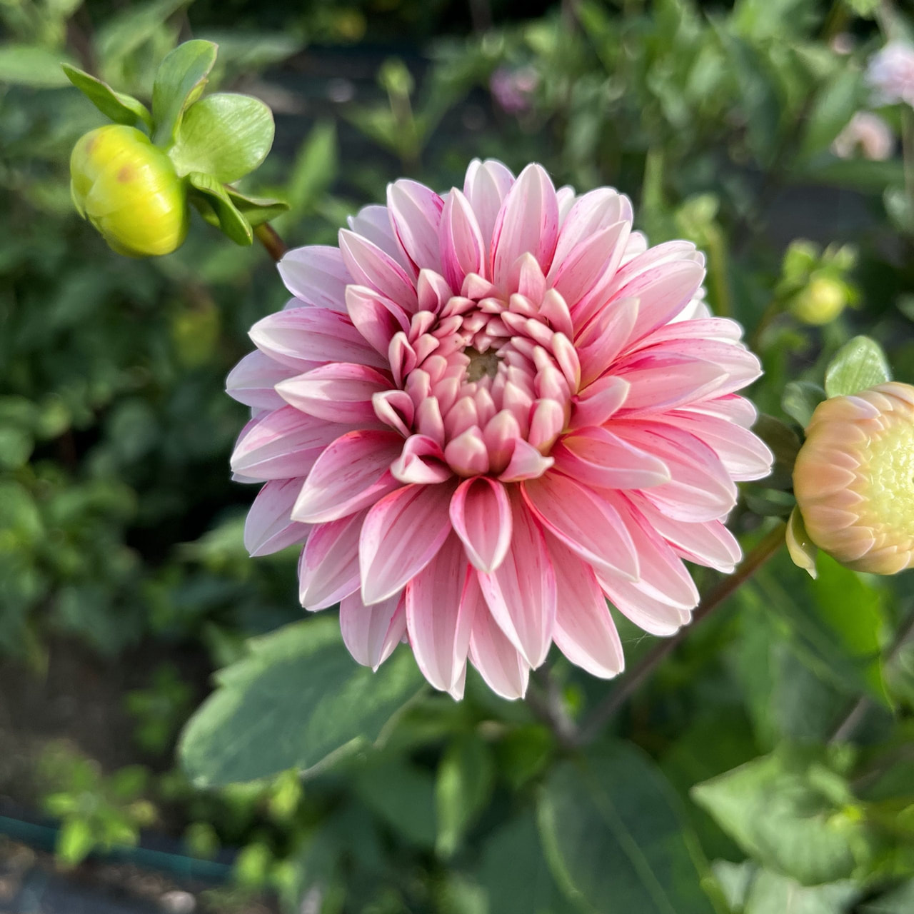 Daalia Strawberry Cream, Loukykvět