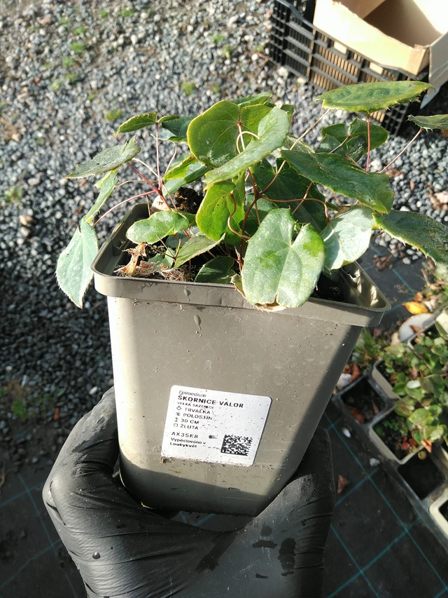 Epimedium Valor - 31. 10. 2025