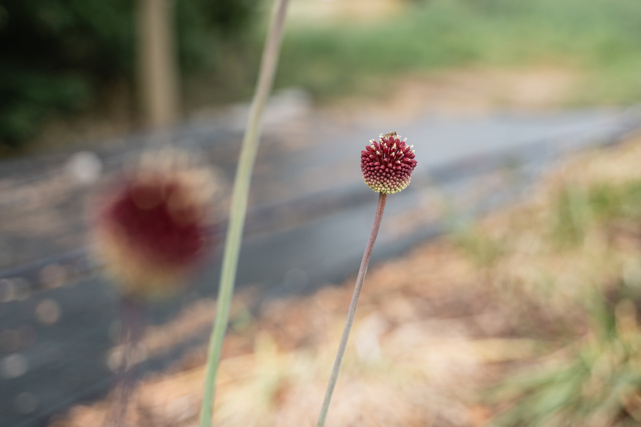 Allium Red Mohican, Loukykvět