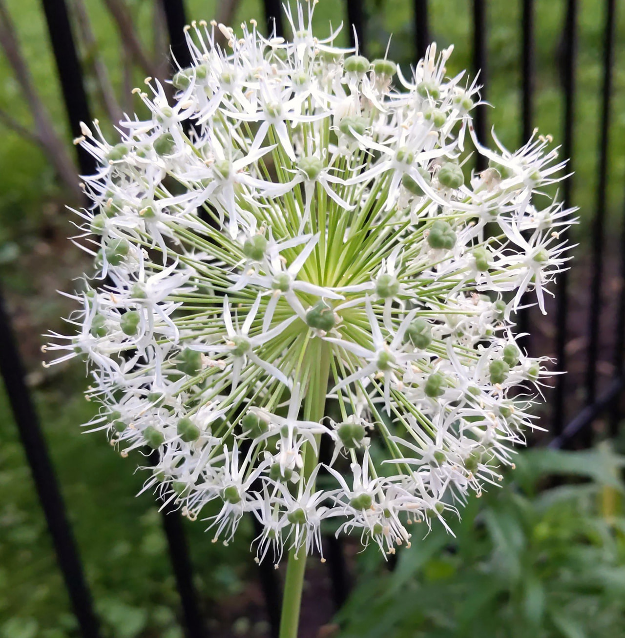 Allium stipitatum White Giant, Loukykvět