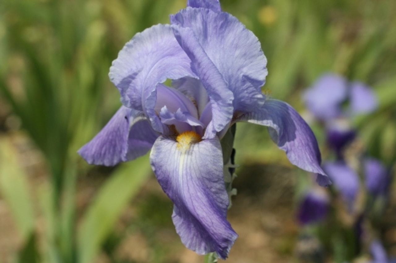 Kurjenmiekka Empress of India, Loukykvět