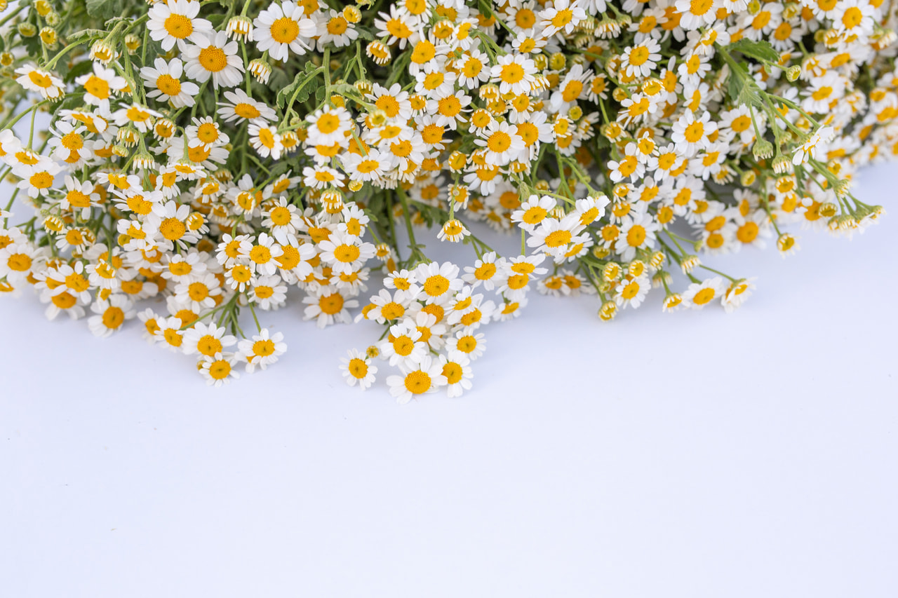 Reunuspietaryrtti Victory Single White, Loukykvět