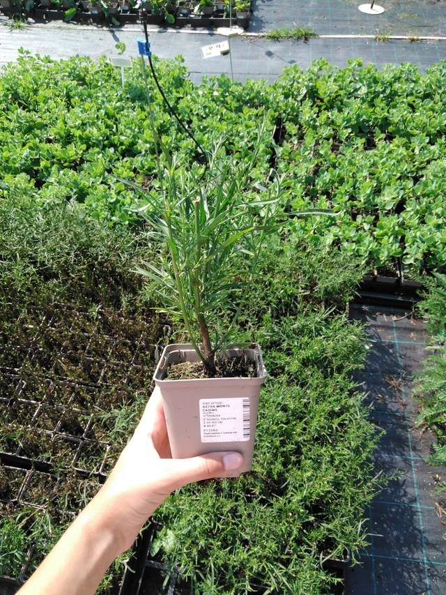 Kanerva-asteri Monte Cassino - 2024