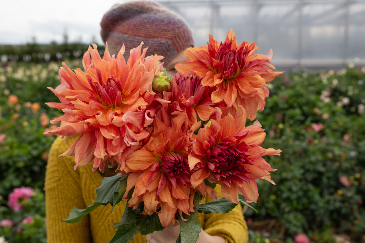 Daalia Belle of Barmera, Loukykvět