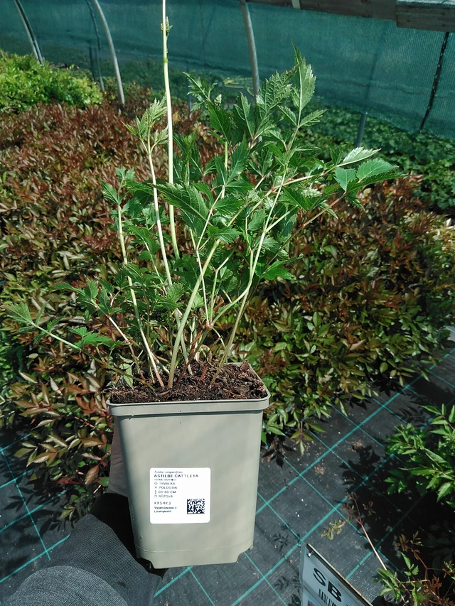 Jaloangervo Cattleya - 13. 5. 2025