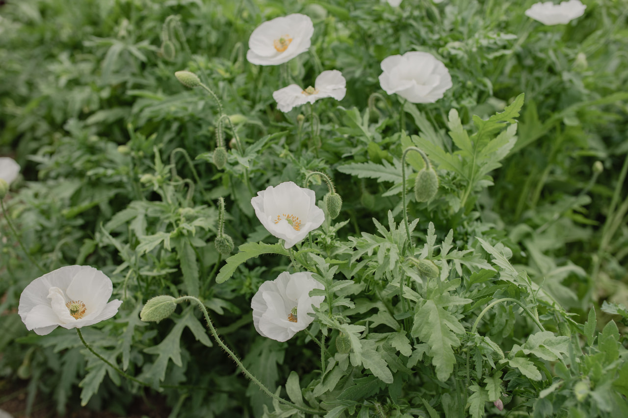 Kornvalmue Bridal Silk, Loukykvět