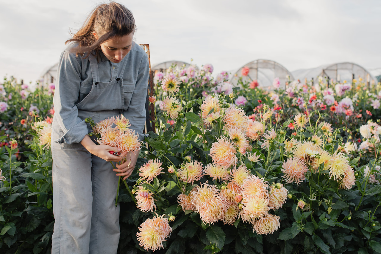 Dalia Apricot Star, Loukykvět