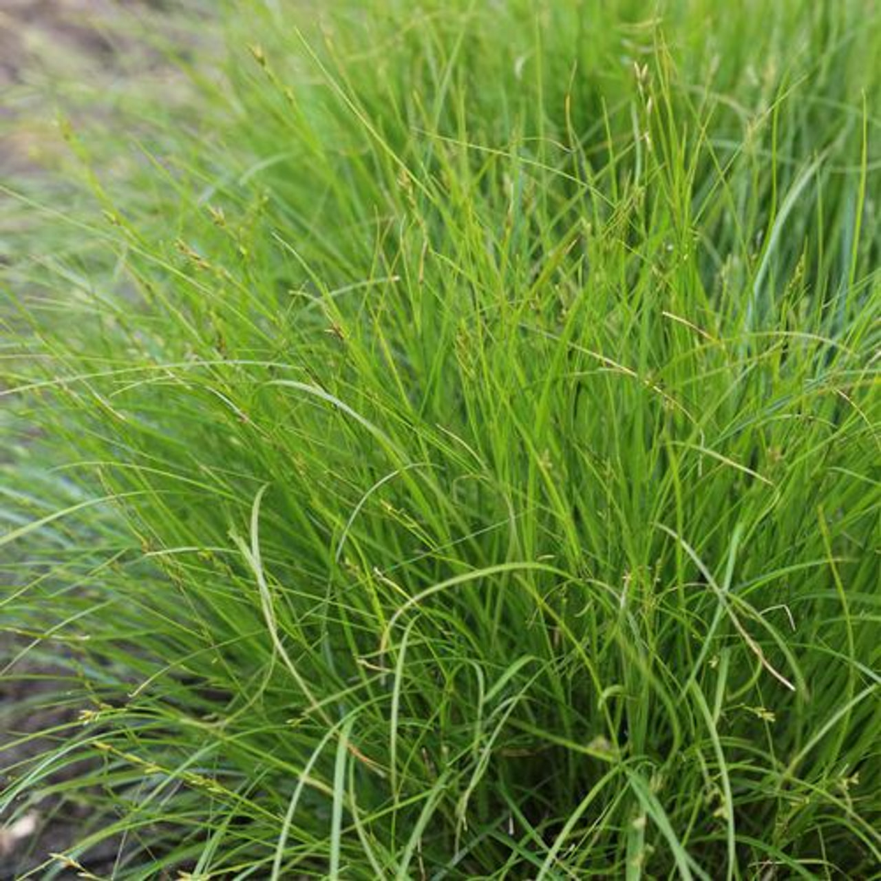 Carex remota, Loukykvět