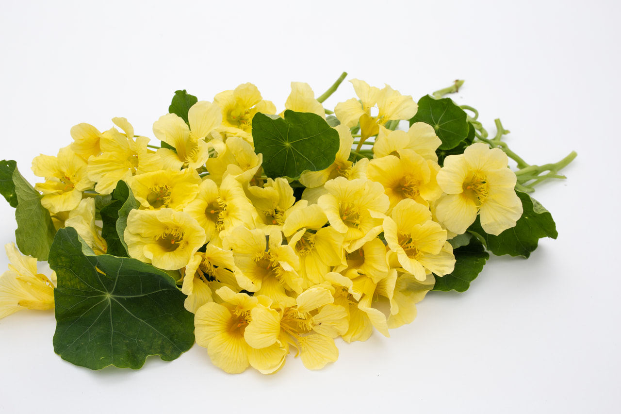 Capuchina Milk Maid, Loukykvět