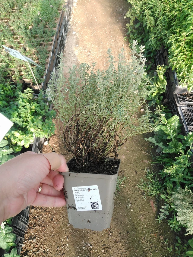 Ajuruoho Silver King - 19. 8. 2025