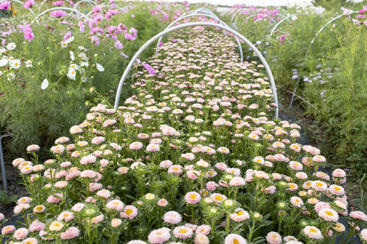 Kiinanasteri Matsumoto Apricot, Loukykvět