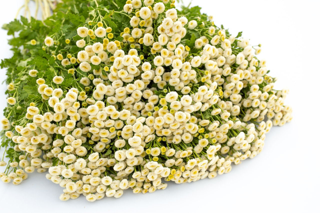 Reunuspietaryrtti Baya, Loukykvět