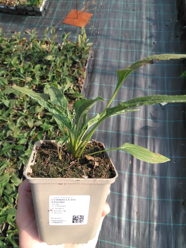 Echinacea Big Kahuna - 20. 6. 2025