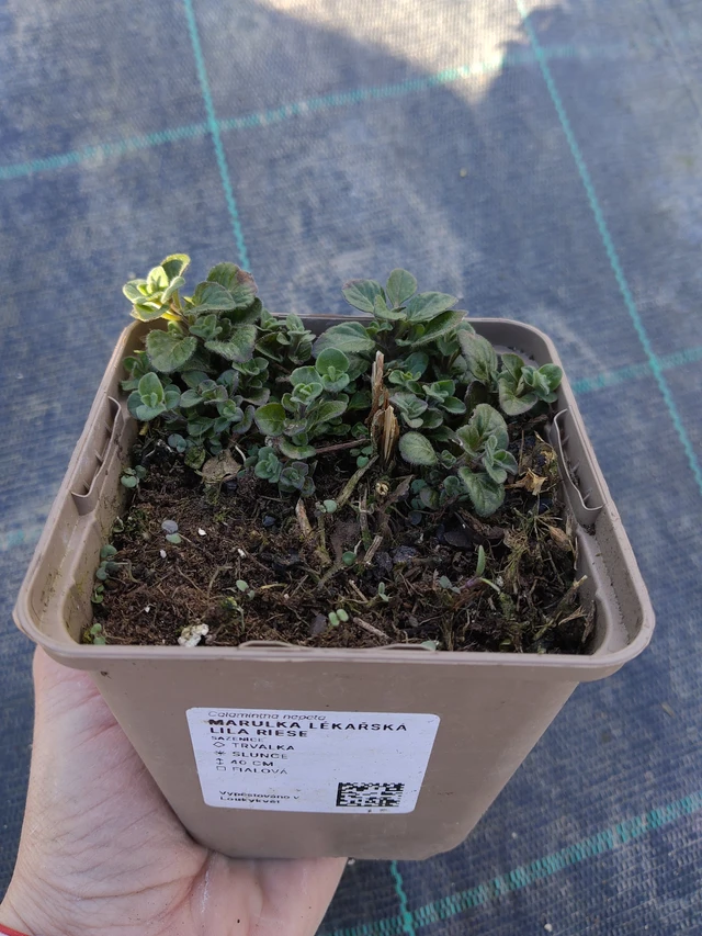 Käenminttu Lila Riese - 27. 3. 2026