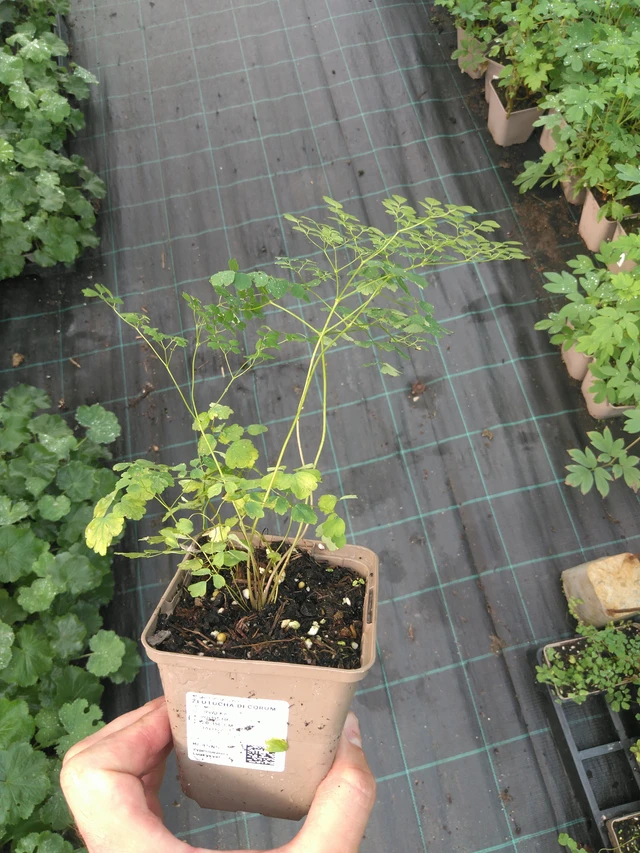 Ingervo Decorum - 25. 7. 2025