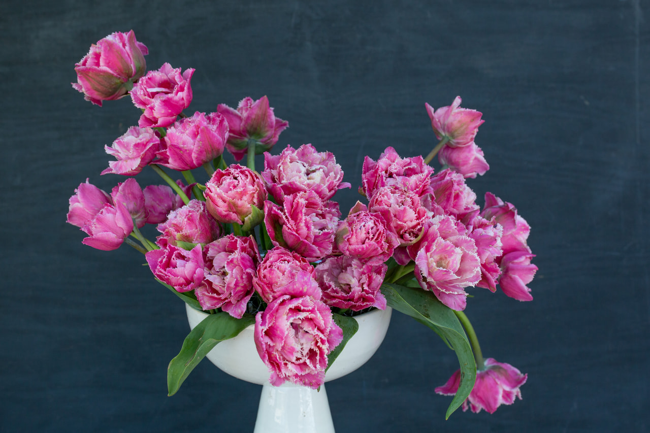 Tulppaani Sugar Crystal, Loukykvět