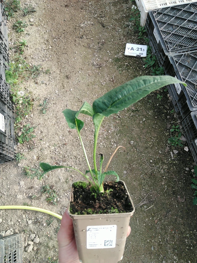 Punahattu Mellow Yellows - 31. 10. 2025