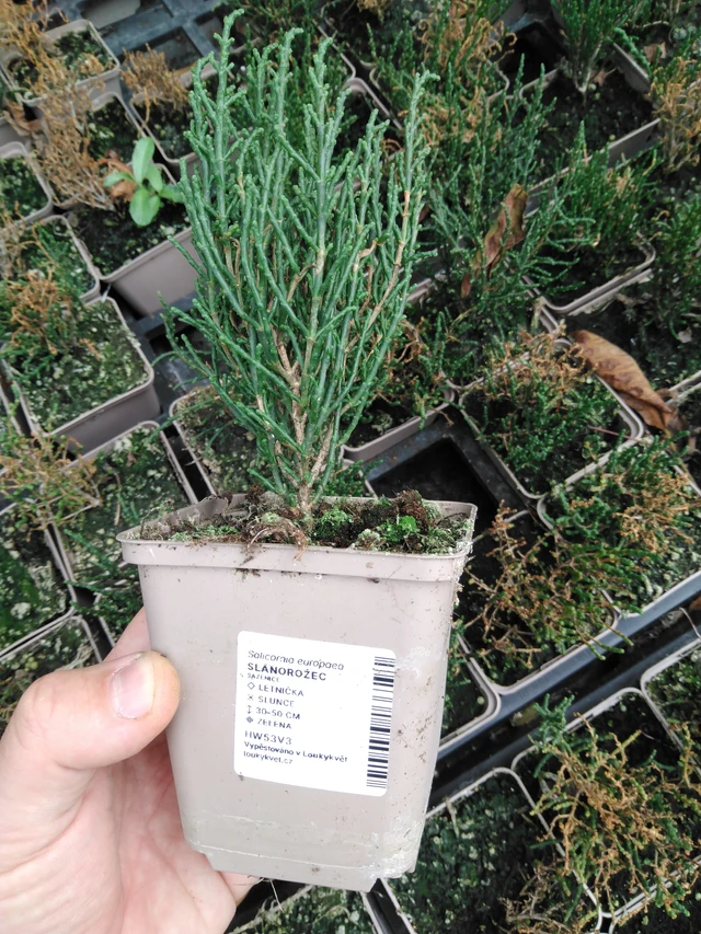 Samphire - 2024
