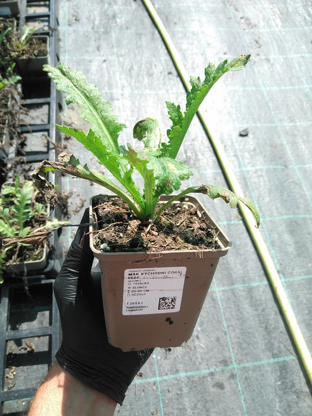 Idänunikko Coral Reef - 19. 8. 2025