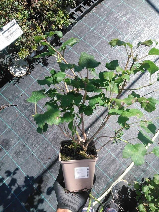 Viburnum Compactum - 19. 8. 2025