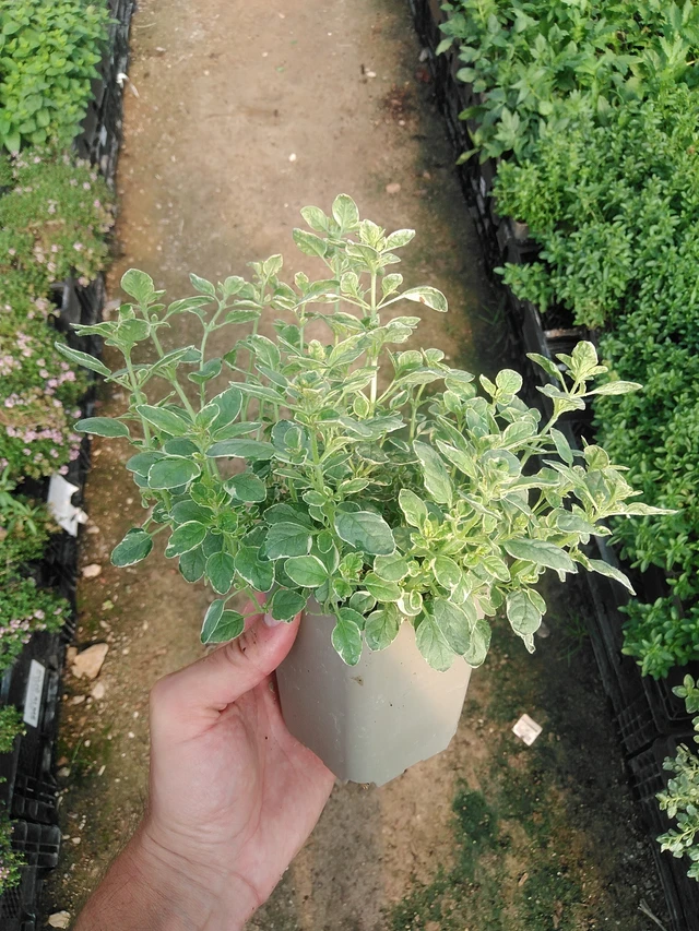 Oregano Aureum Variegata - 1. 7. 2025