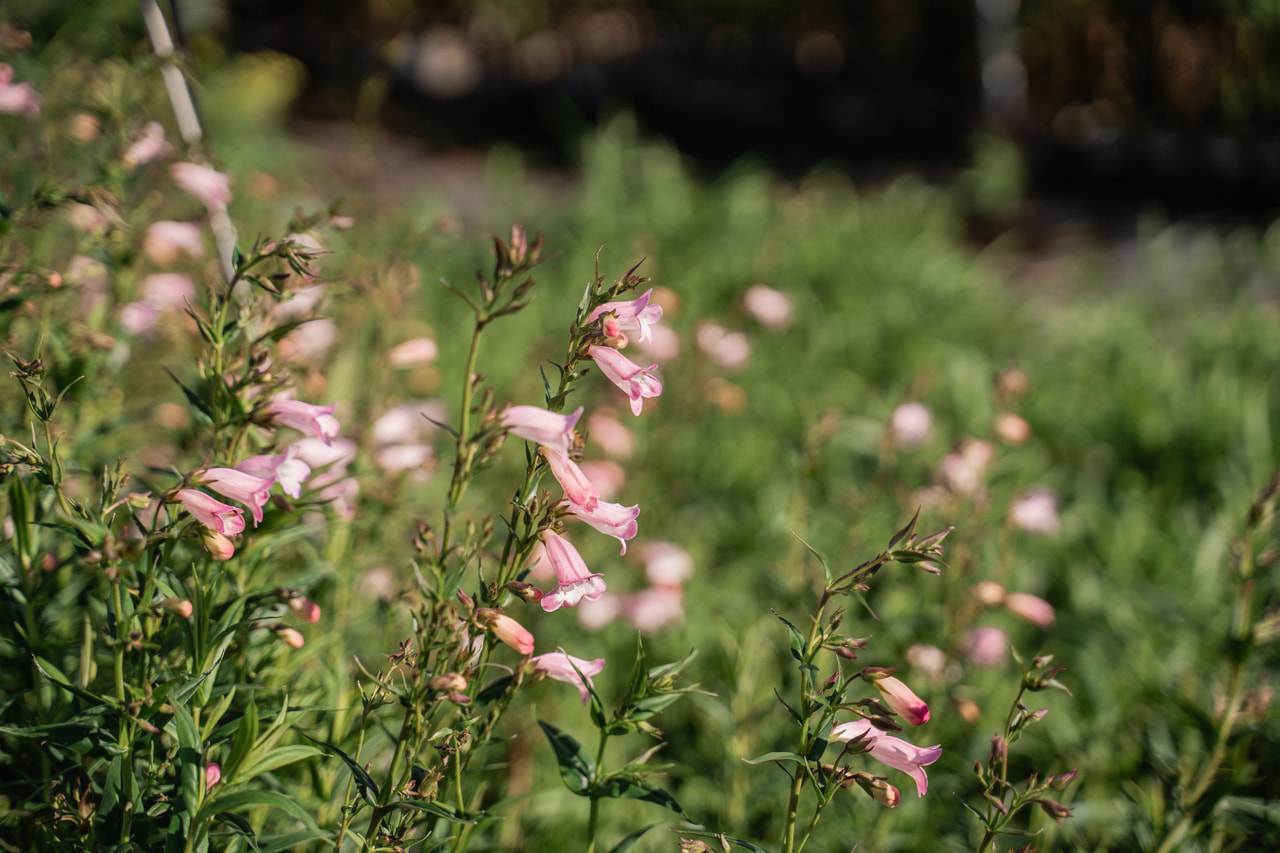 Pipo Apple Blossom, Loukykvět