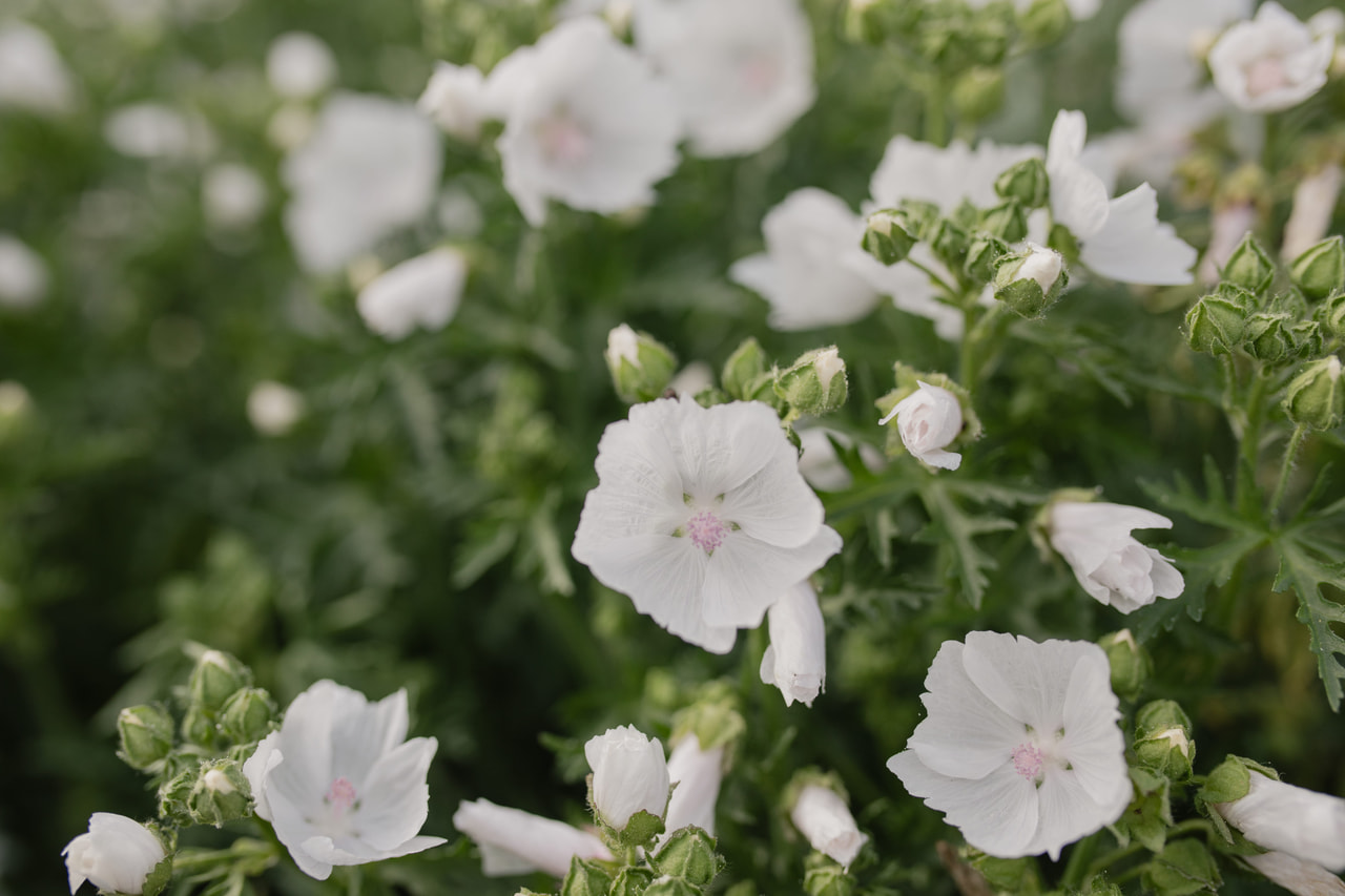 Myskimalva Alba, Loukykvět