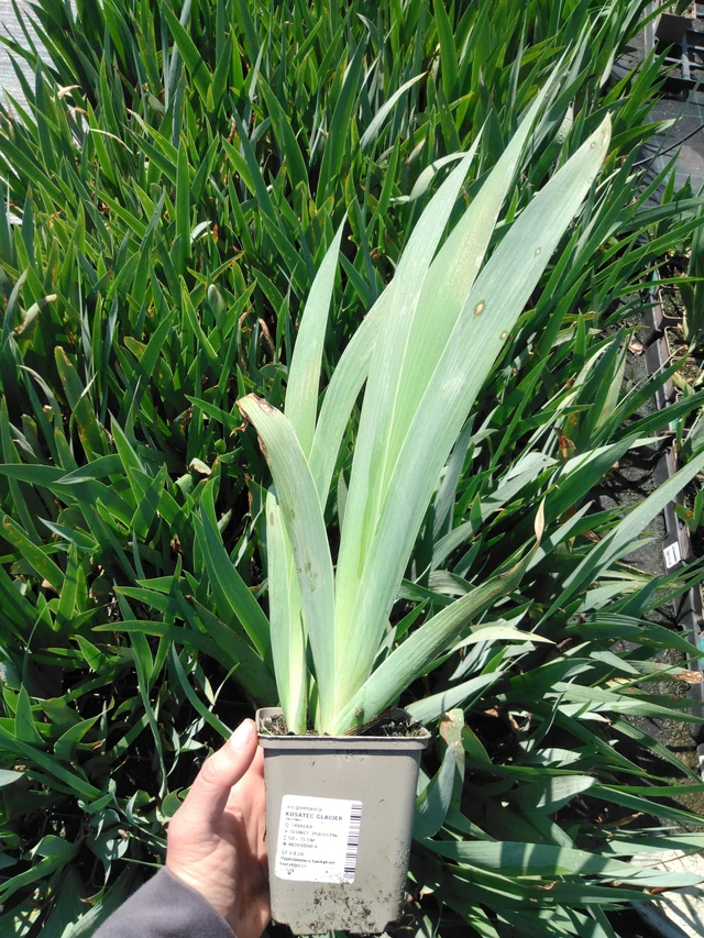 Kurjenmiekka Glacier - 13. 5. 2025