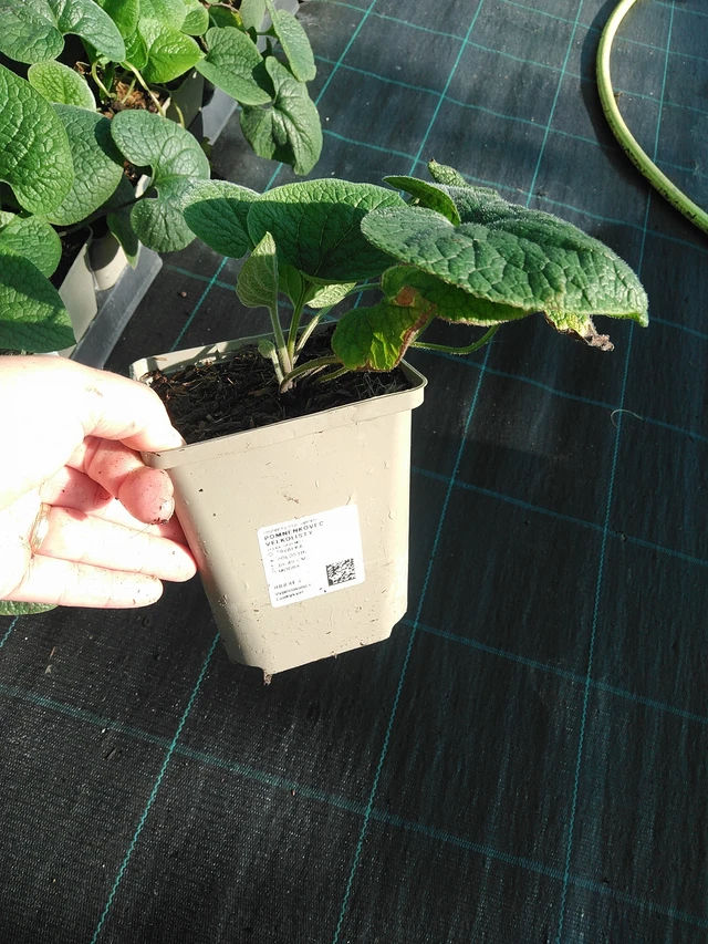 Brunnera macrophylla - 19. 8. 2025