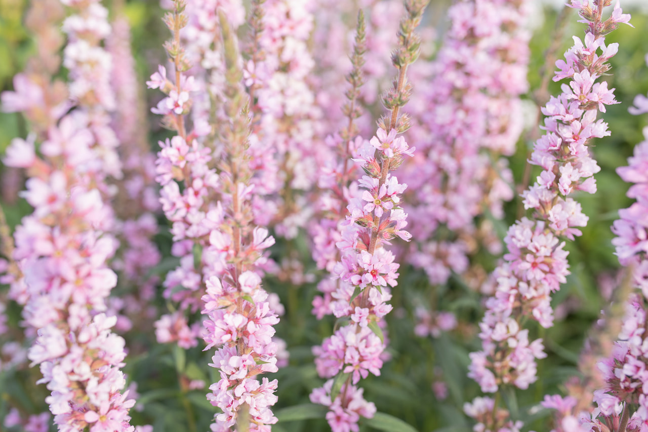 Rantakukka Pink Tails, Loukykvět