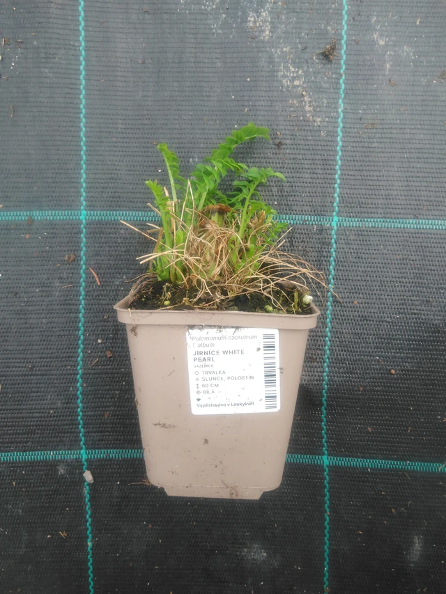 Sinilatva White Pearl - 2024